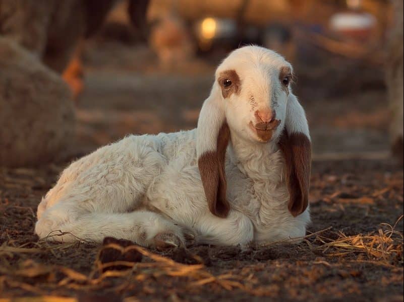 White and Brown Goat Lying on Ground