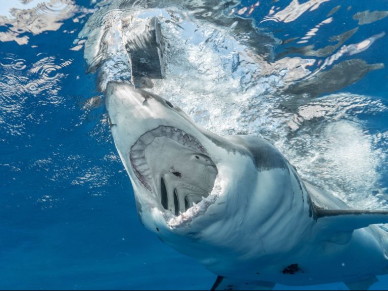 Dangerous shark with sharp teeth hunting in clean transparent water of vast blue ocean
