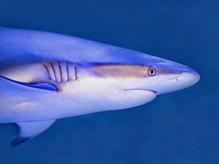 blue and white shark underwater