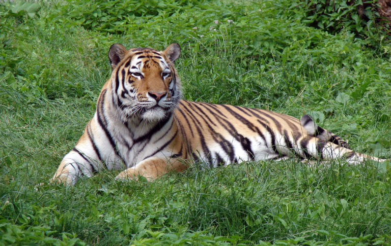 Panthera tigris altaica in Lodz Zoo  scaled e