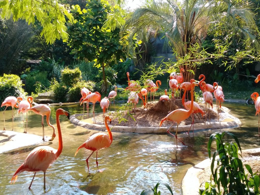 pink flamingos on pond surrounded with green plants