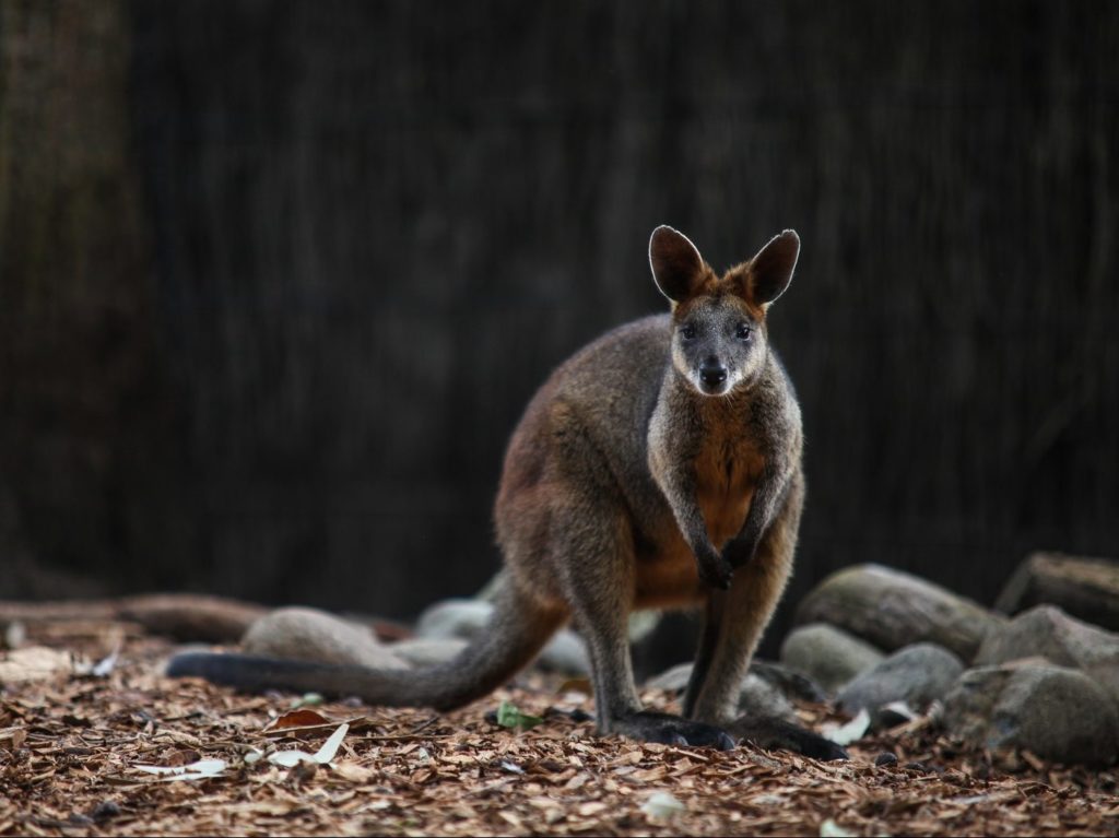 brown kangaroo on brown ground