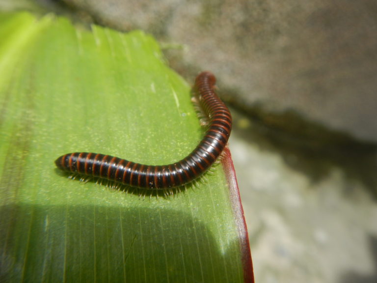 Millipede Diplopoda of the Philippines  scaled e