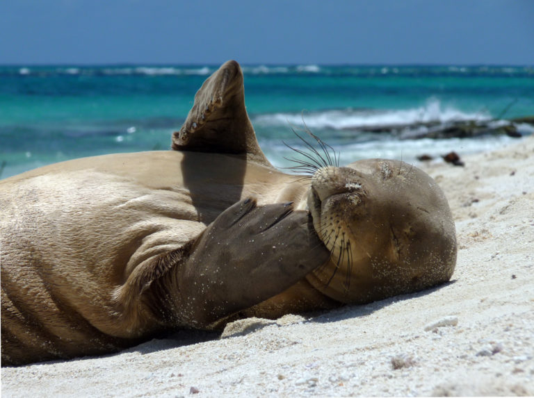 Hawaiian monk seal at French Frigate Shoals  scaled