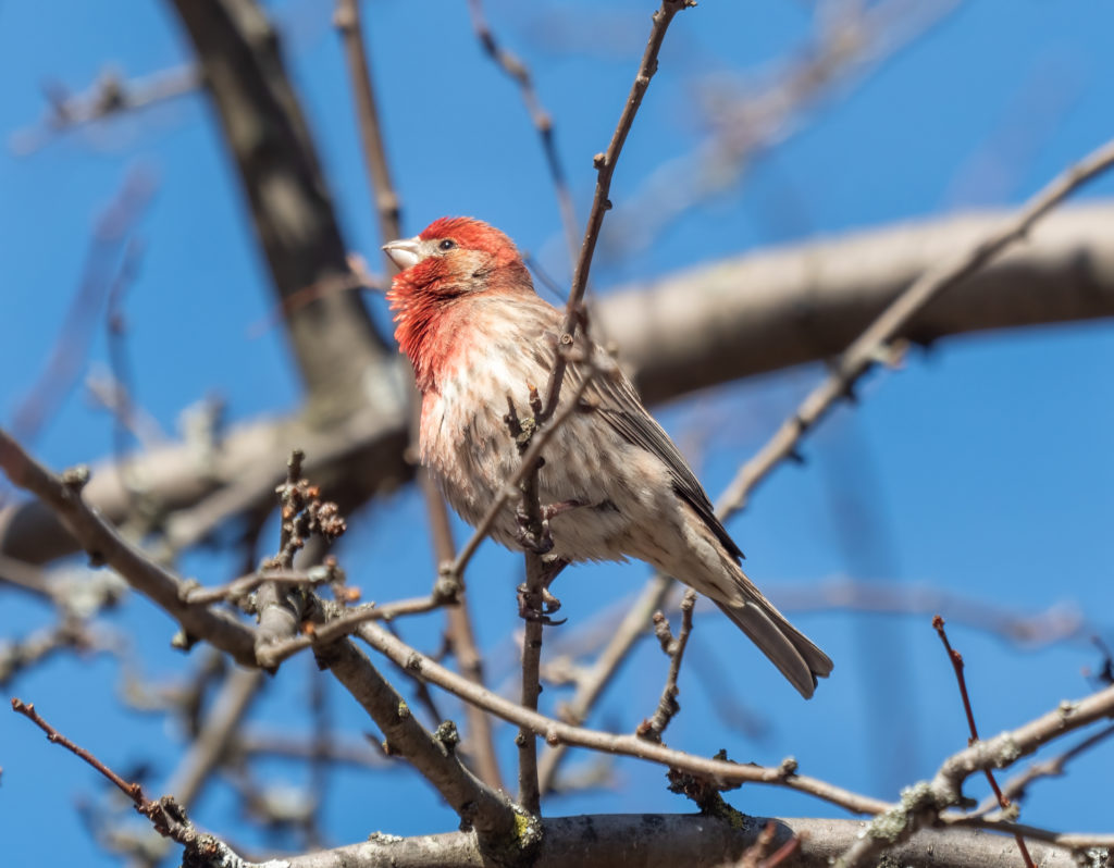House finch singing in GWC  scaled e