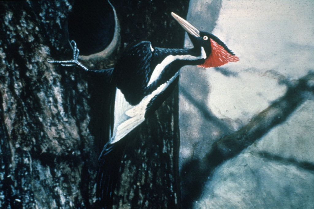 Ivory billed Woodpecker by Jerry A
