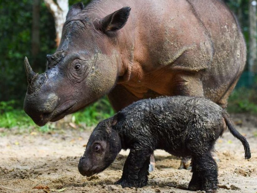 content  sumatran rhino calf born e