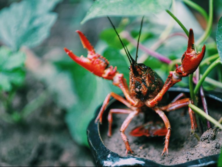 crayfish on potted plant