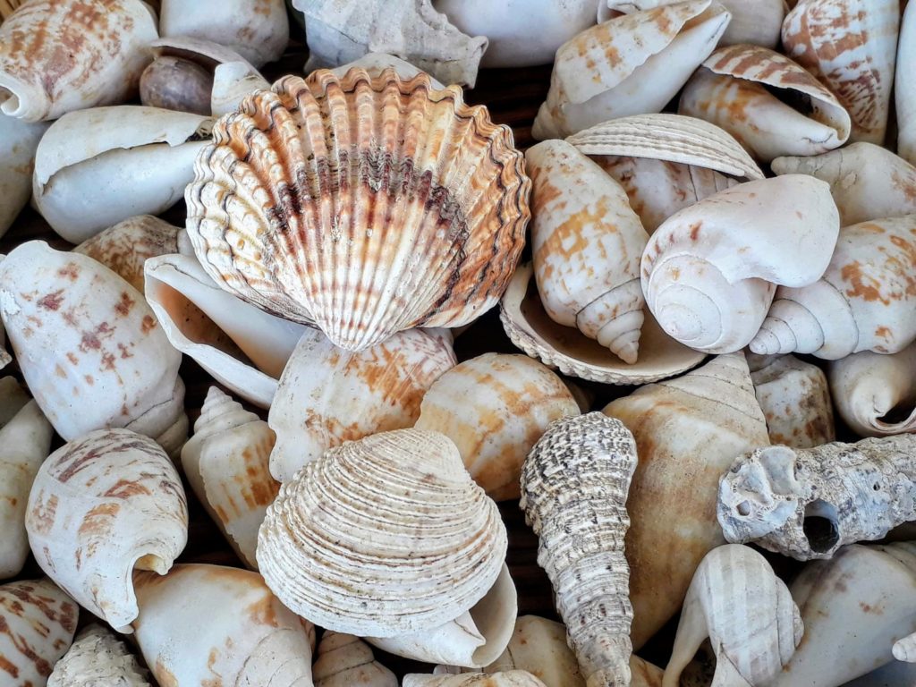 white and brown seashells on brown wooden surface