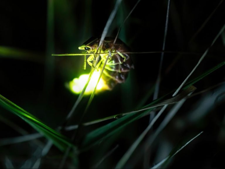 Glowing Firefly on a Grass
