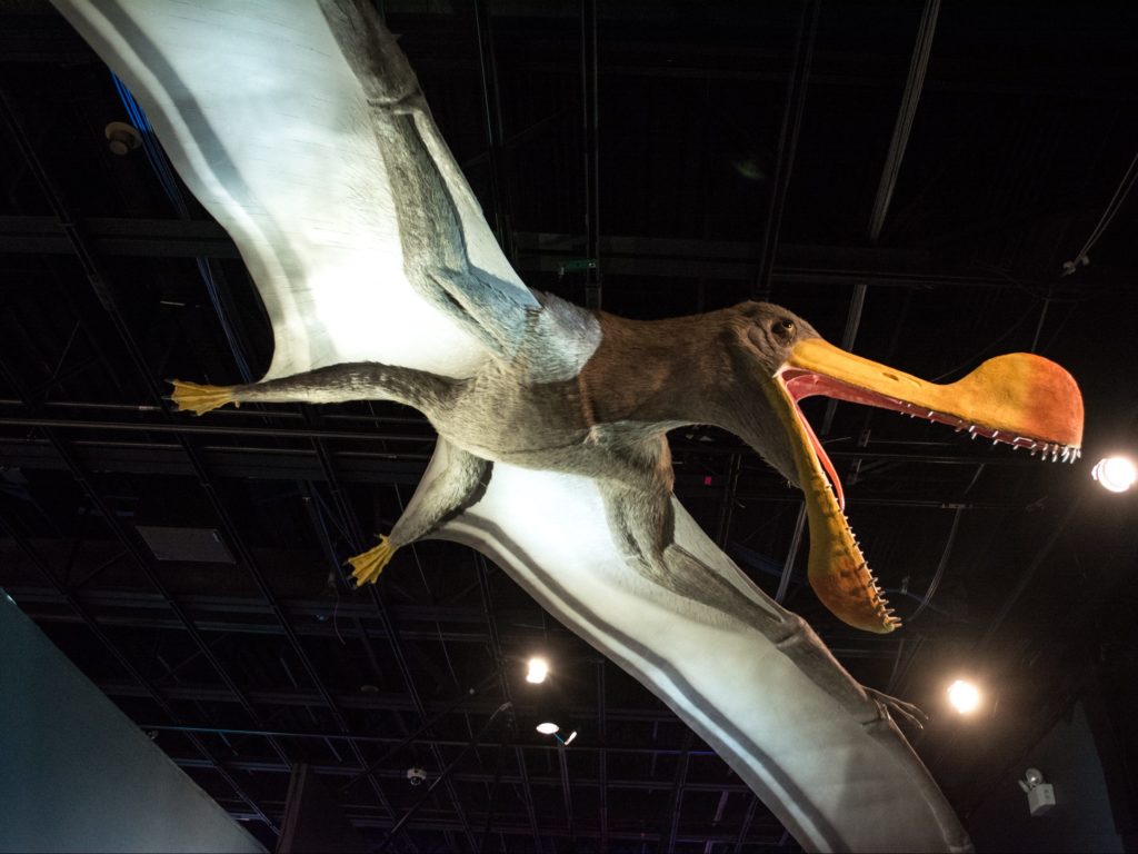 Tropeognathus model    Pterosaurs Flight in the Age of Dinosaurs  e