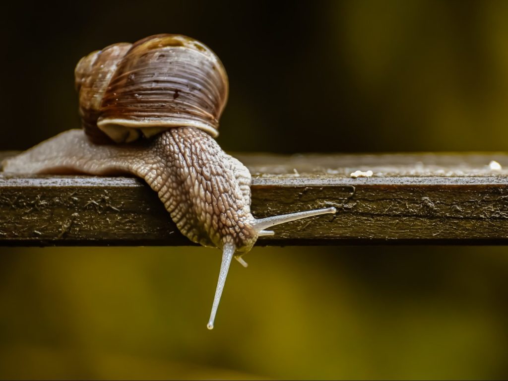 brown snail on brown wooden stick