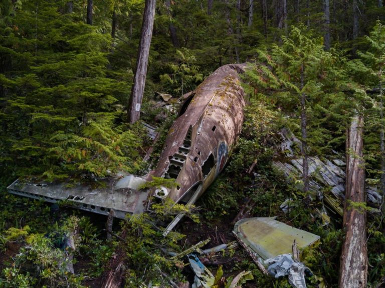 wrecked plane in forest during daytime