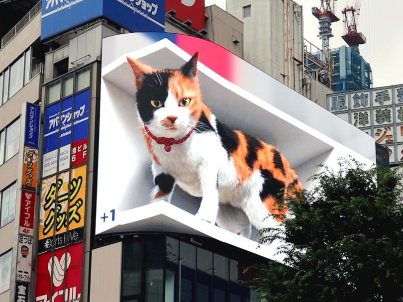d cat billboard tokyo full  e