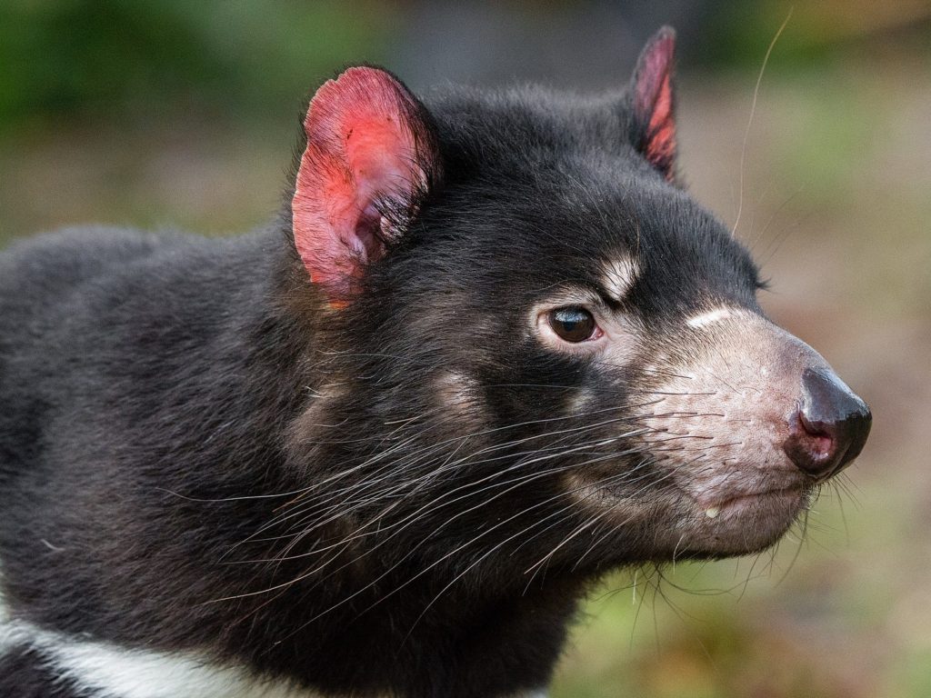 Tasmanian Devil  e