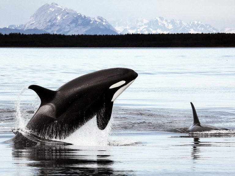 Orcas in Alaska e