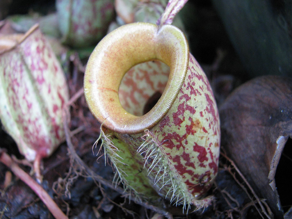 Pitcher Plant   Nepenthes    Monkey Cup
