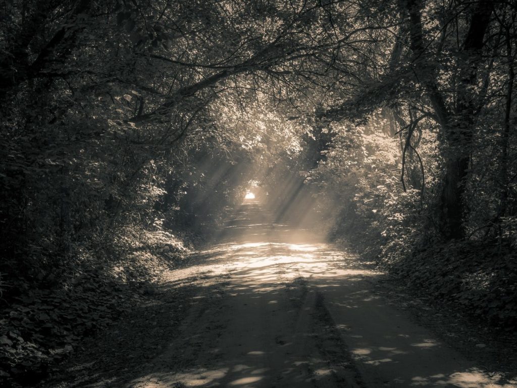 grey pathway between trees during daytime
