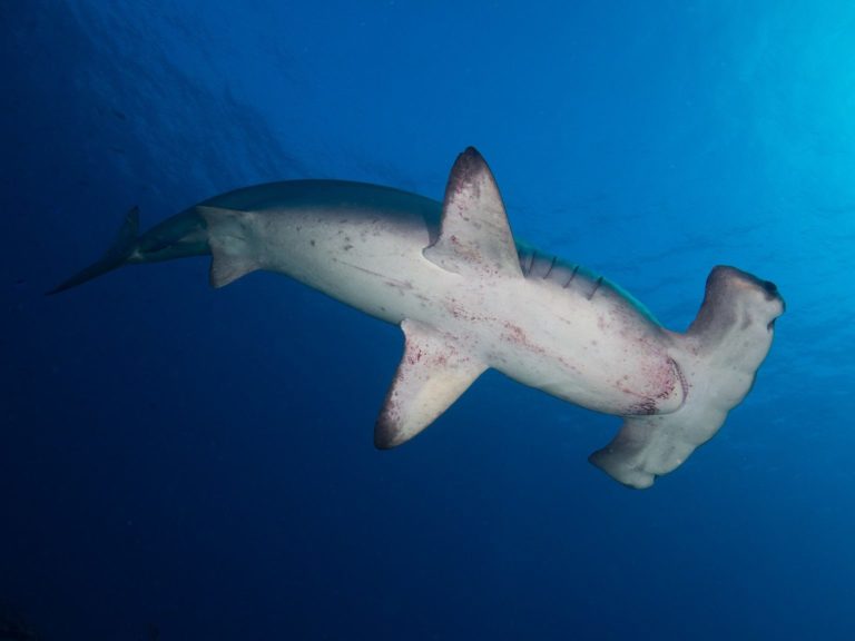 Scalloped Hammerhead Shark Sphyrna Lewini  e