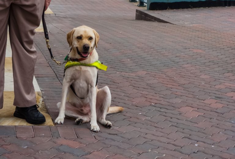 Guide dog and Sydney Opera House Milsons Point Sydney P scaled e