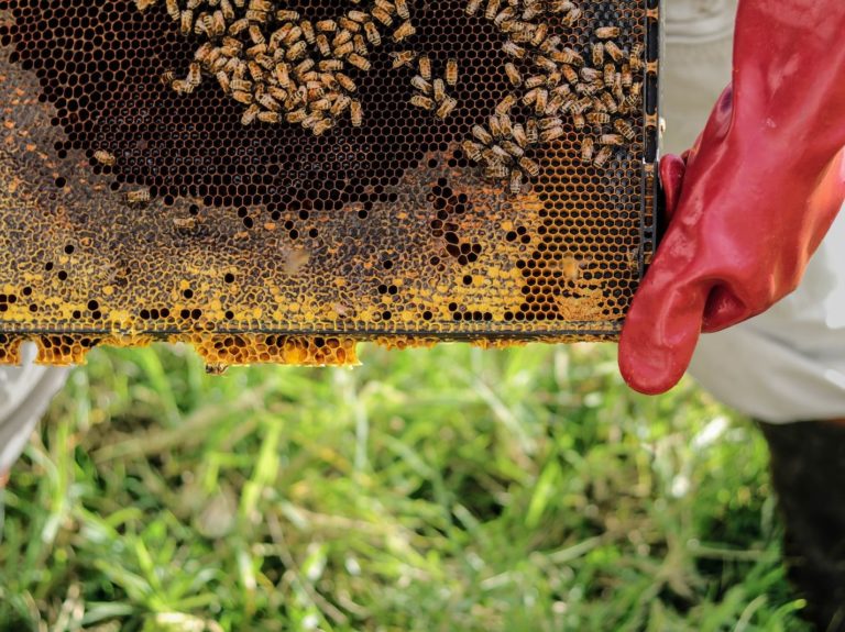 person holding honey hive frame