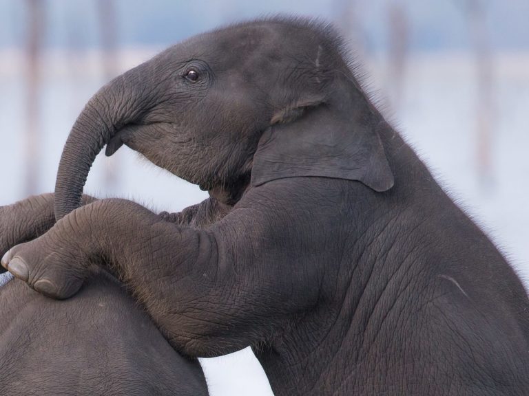 Baby Sri Lankan elephant Elephas maximus maximus e