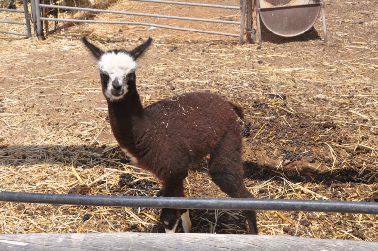 Mitzpe Ramon Little baby alpaca  scaled e
