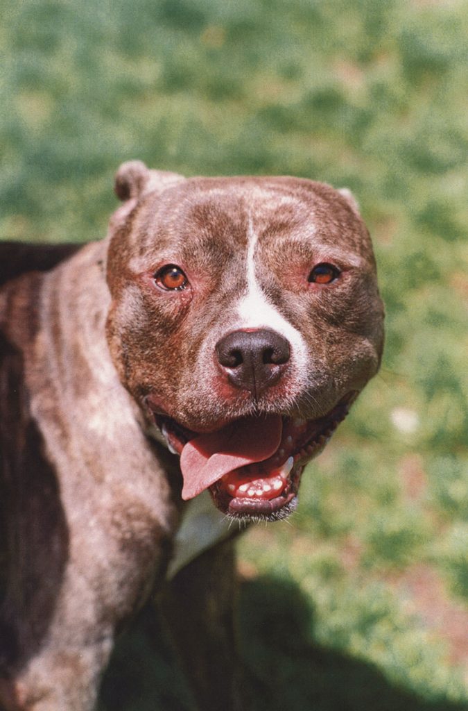 Pit bull with cropped ears at SFACC scaled e