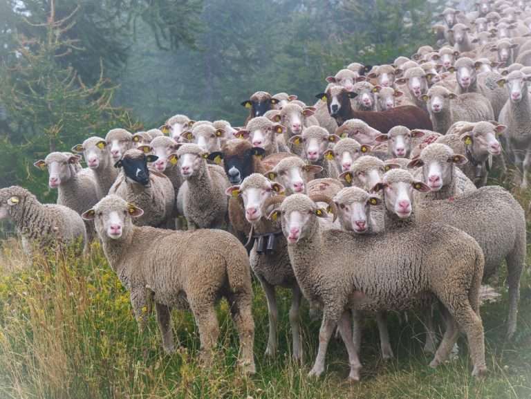 Video: Stádo ovcí v Číně strašidelně chodí v kruzích už více než 10 dní
