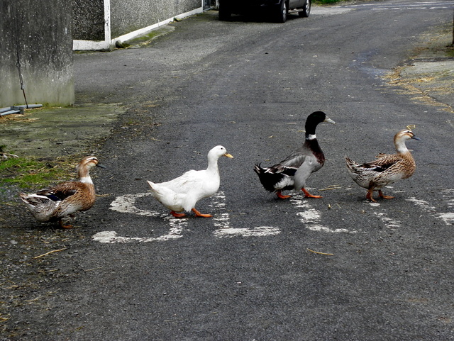 Ducks crossing the road Meaghy   geograph