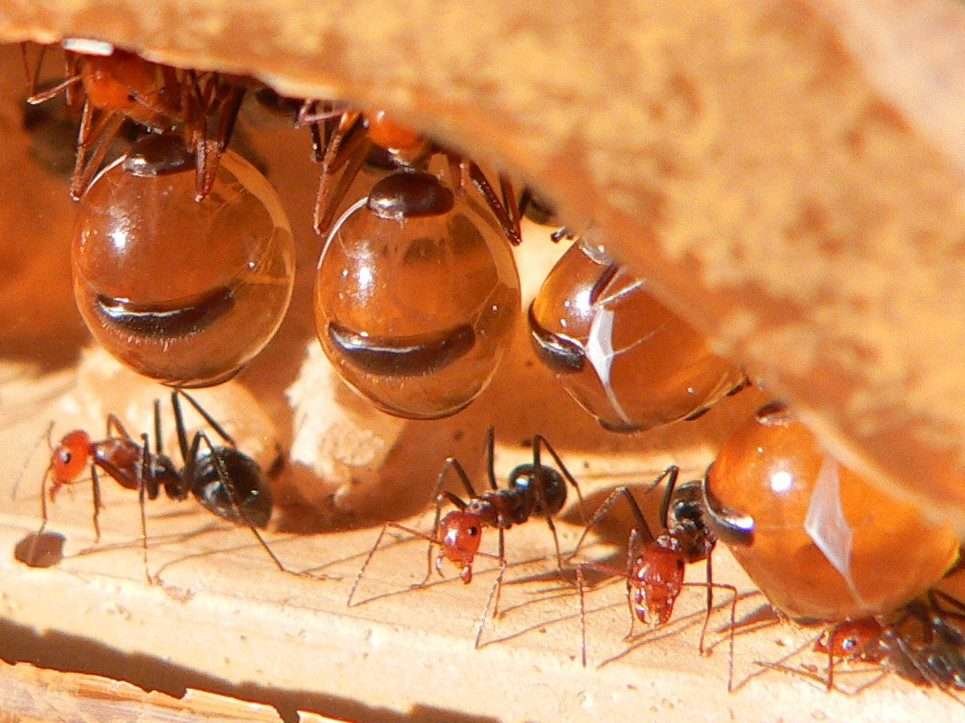 Formigas pote de mel e