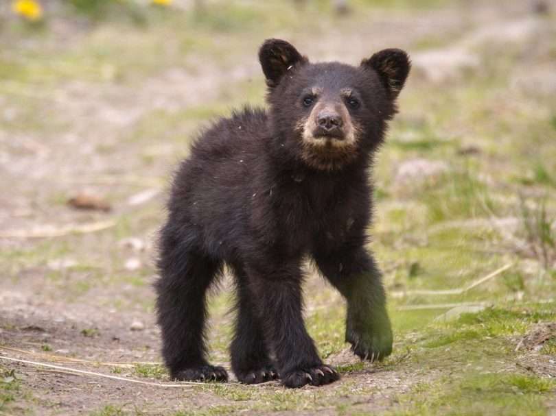 Jasper Bear Hunt  e