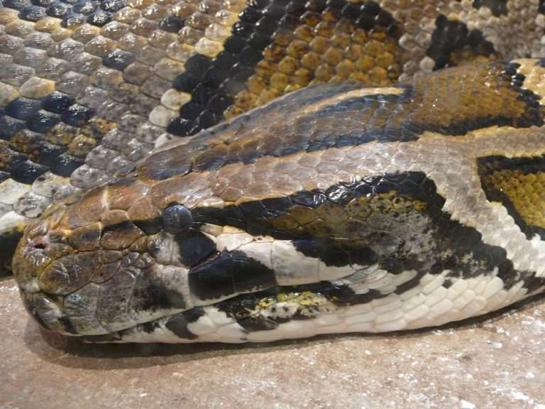 Python molurus bivittatus head e