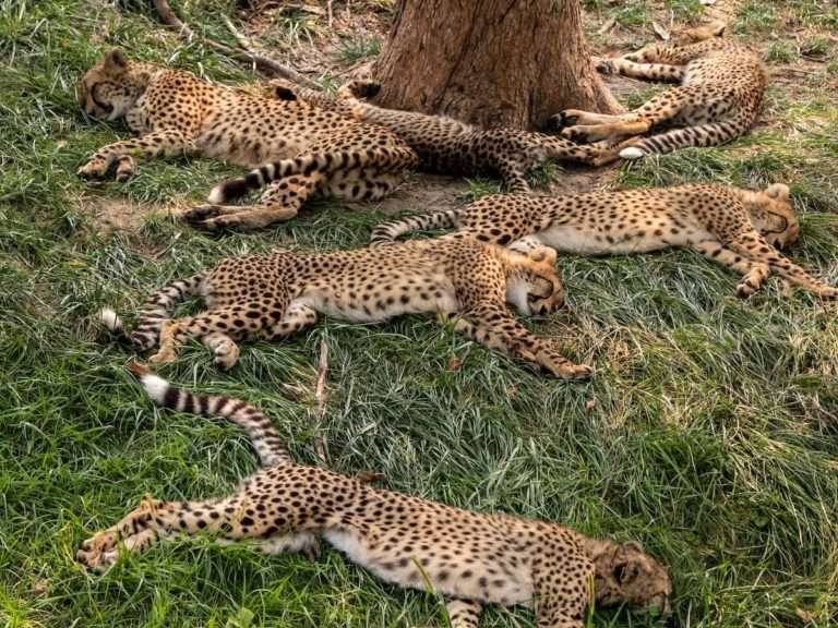 six leopard cubs lying beside tree