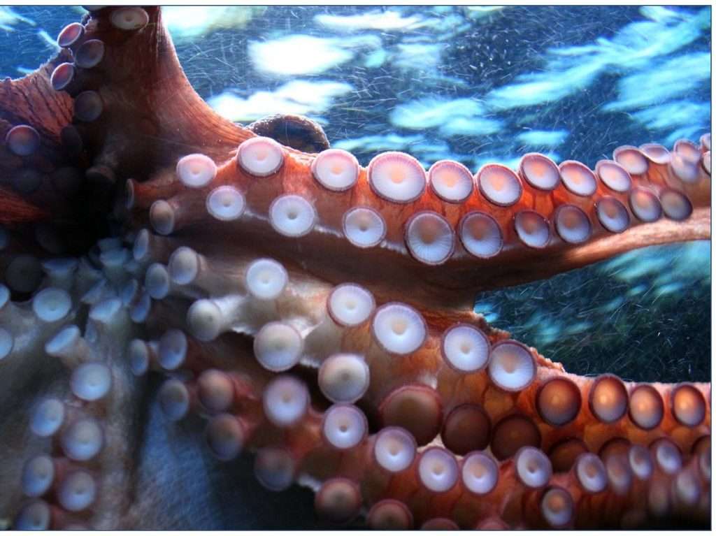 octopus, suction cup, suction cups