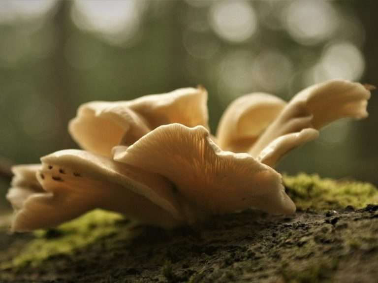 mushrooms, oyster mushroom, mycology