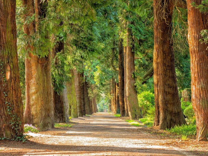 avenue, trees, tree lined