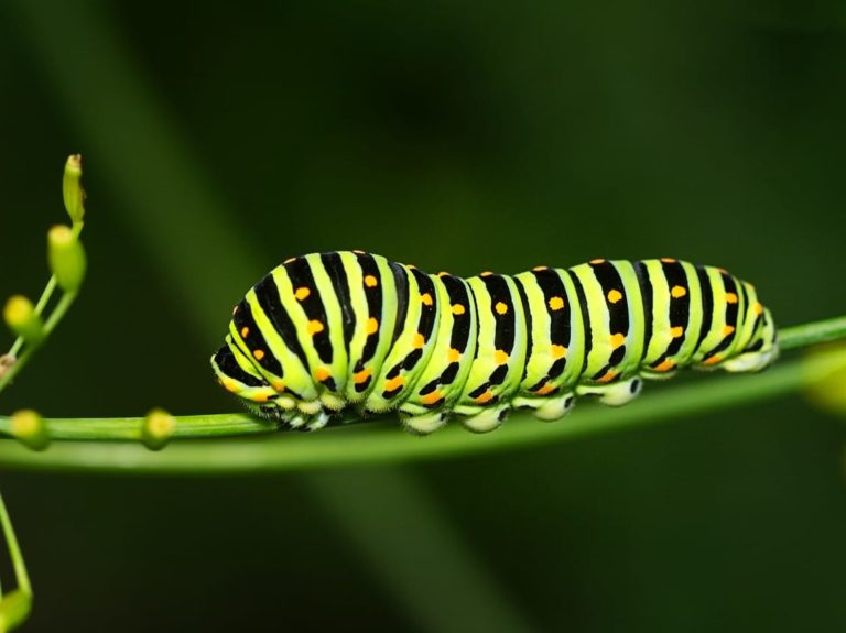 caterpillar, butterfly, dovetail