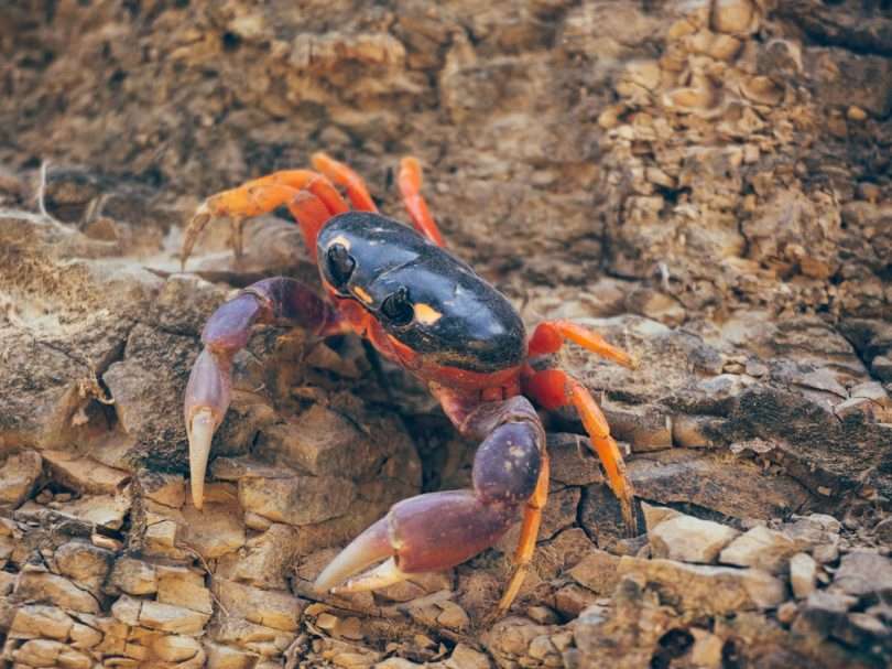 black and orange crab on brown rock