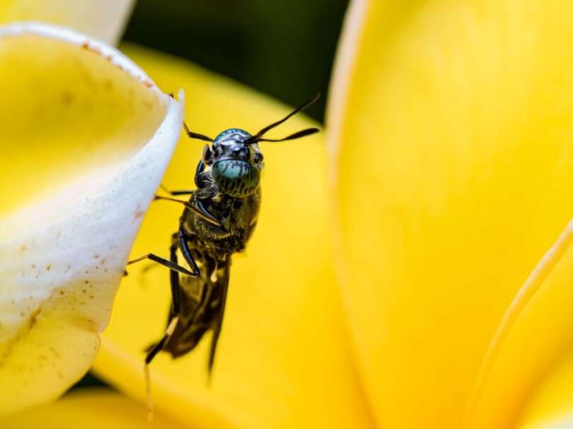a bee on a yellow flower