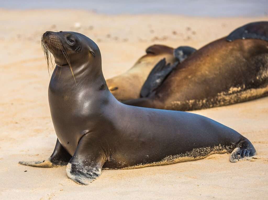 the north pacific sea lions, steinmann sea lions, sea donkey