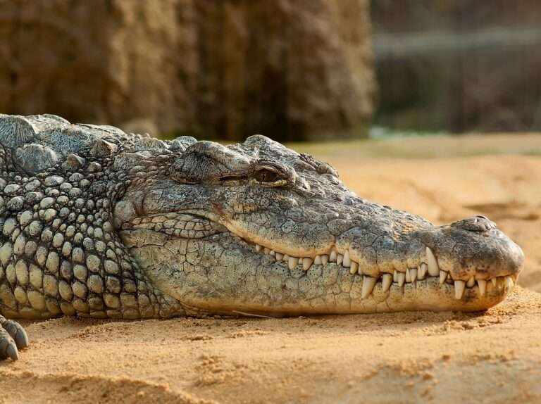 nile crocodile, animal, zoo