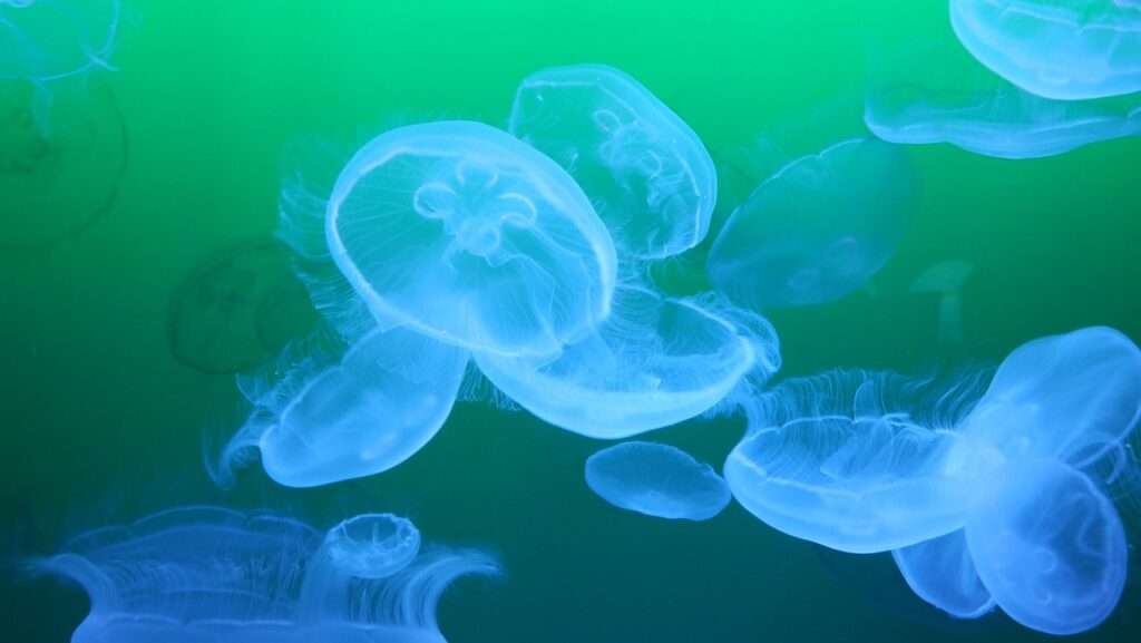 medusa, jellyfish, umbrella jellyfish