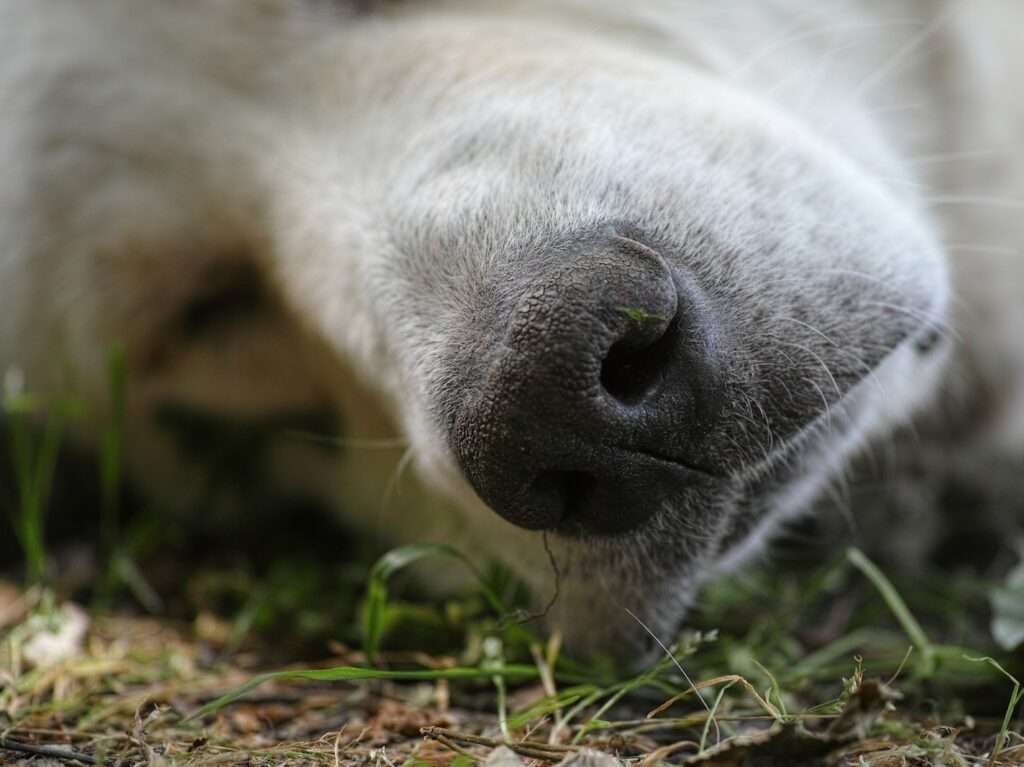 white short coated dog lying on ground