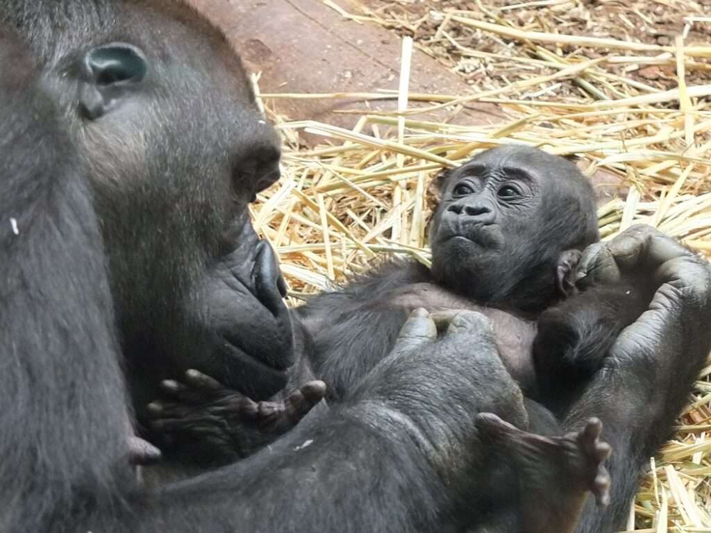 gorilla, infant, zoo
