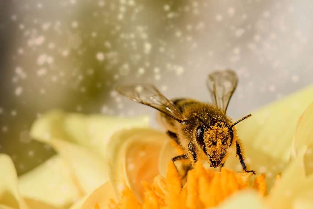 bee, flower, flower wallpaper
