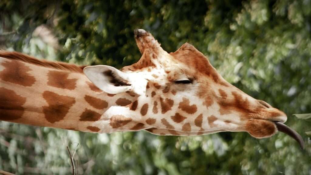 giraffe, sleep, fun