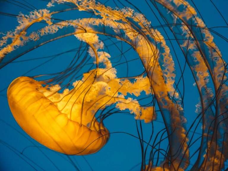 underwater photography of jellyfish